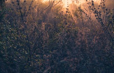 Early morning sunlight in the forest