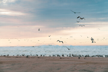 Flock of birds on the beach at sunset. Scenic view of Pacific ocean and beautiful sky on background, soft blue and pink colors