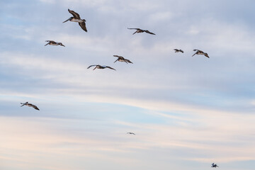 Sunset sky and flock of flying pelicans