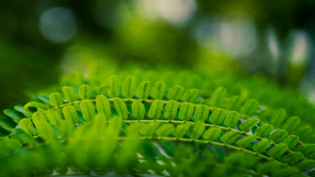 leaf leaflet Albizia Lebbeck pattern wallpaper