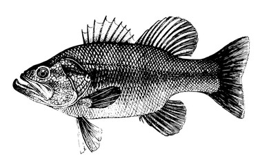 Bass, Micropterus salmoides. Fish collection. Healthy lifestyle, delicious food, ichthyology scientific drawings. Hand-drawn images, black and white graphics.