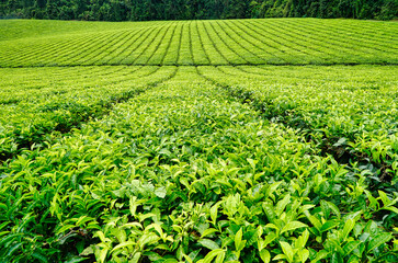 Fototapeta na wymiar Tea Growing in Australia