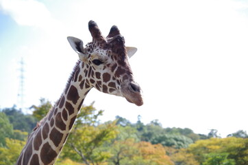 giraffe