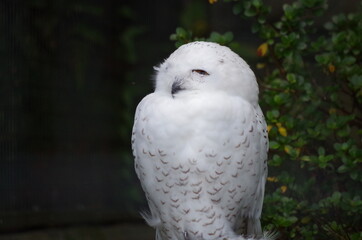 Worried owl
