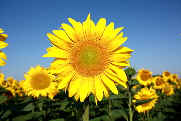 Obraz premium sunflower in the field