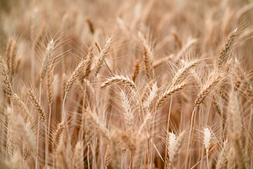 golden ripe barley field in evening sunlight