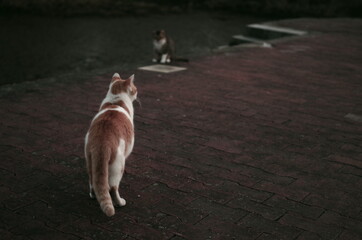 Cool cat