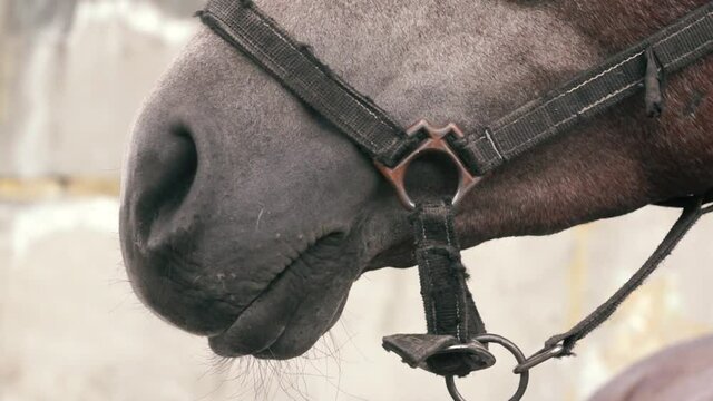 Close-up of a horse's muzzle in a bridle. Nostrils of a thoroughbred horse. Livestock. Part of a horse's head. Racetrack and horse racing. Selective focus, shallow depth of field