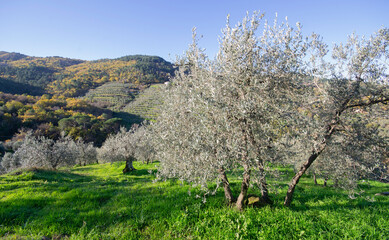 autumn landscape with olive trees in the mountain, in Tuscany land