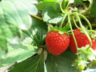 sweet strawberries holding on hand design for harvest concept in winter