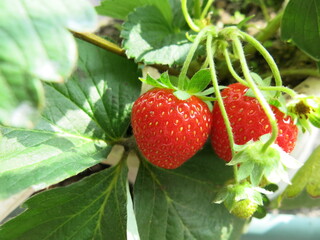 the sweet and red fruits of strawberries and  design for the growth of sweet harvest season in winter