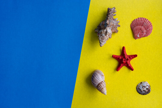 Blue and yellow layout of blue sea and yellow sandy beach with variety of shells with blank space for text. Copy space. Top view. Flat lay