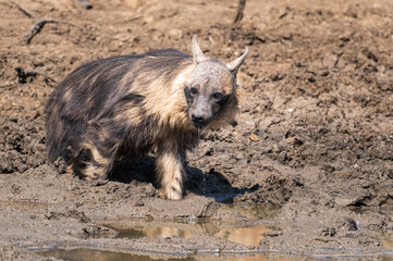 Brown hyena carefully approaching a remote dam for a drink of water