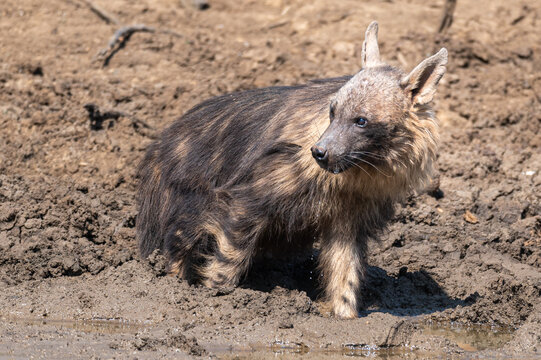 Brown hyena having his drink interrupted and looking around with water dripping from his mouth 
