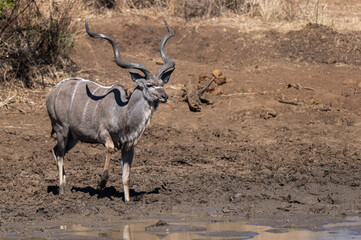 Naklejka premium A kudu bull with majestic horns treading carefully through the muddy perimeter of the waterhole to access the water for a drink