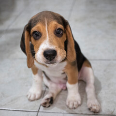 Cute beagle puppy sad eyes fisheye