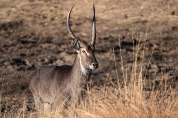 A lone waterbuck bull surveying the surrounds before leaving the waterhole 