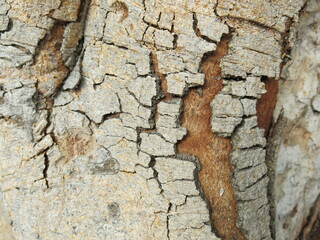 Cracks in the bark design for background and texture