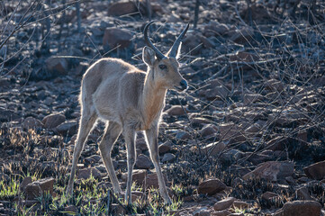 A mountain reedbuck descending the mountainside backlit by the early morning sun 