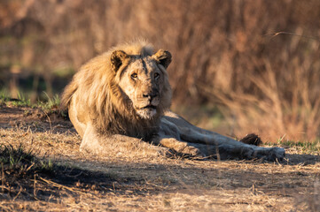 Impressive maned lion staring intently at the intruder © robbyh