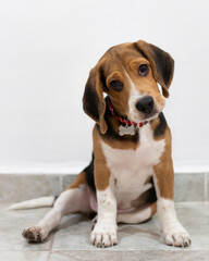 Cute beagle puppy sad eyes