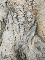Cracks in the bark design for background and texture