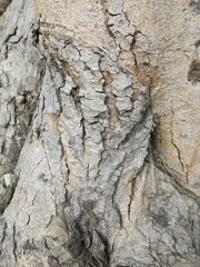 Cracks in the bark design for background and texture