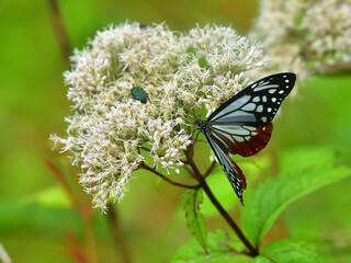白い山野草の花に留まるアサギマダラ蝶