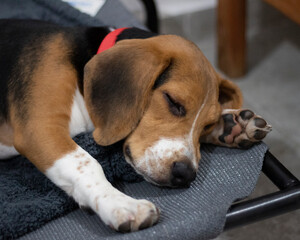 Cute beagle puppy sleeping bed paws