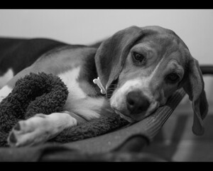 Cute beagle puppy lying down bed