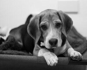 Cute beagle puppy sad eyes bed