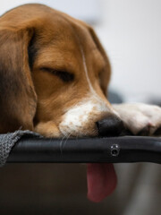 Cute beagle puppy tongue funny
