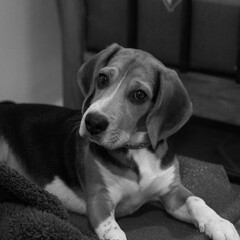 Cute beagle puppy sad eyes bed