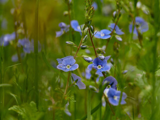 blue flowers in the garden