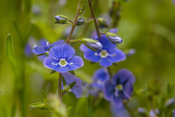forget me not flowers