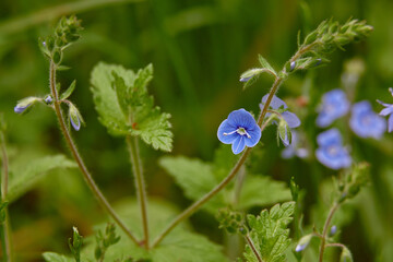 forget me not flower