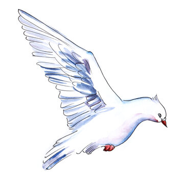 Watercolor Image Of Cute Flying White Dove Isolated On White Background. Traditional Symbol Of Love For Wedding. Hand Drawn Illustration Of Messenger Bird