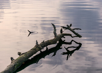 dead tree trunk and branches in water, reflections, swamp lake, autumn