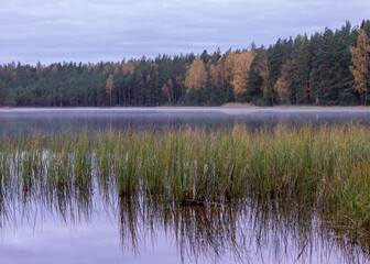 small bog lake in early autumn morning, fog on the lake surface, dry grass in the foreground, tree reflections in the water, cloudy sky