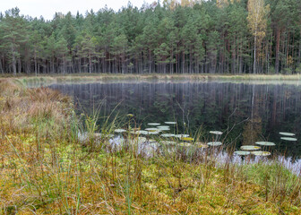 in the background a small bog lake in the early autumn morning, fog on the lake surface, dry grass in the foreground, tree reflections in the water, cloudy sky
