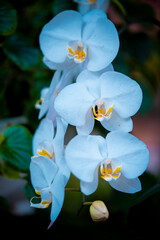 beautiful Orchid on blur background 