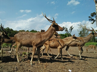 a closer look at the deer