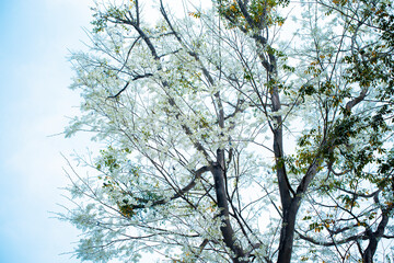 Sua flower (Scientific name: Dalbergia tonkinensis Prain) on the street at Hanoi city, VietNam