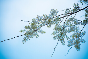 Sua flower (Scientific name: Dalbergia tonkinensis Prain) on the street at Hanoi city, VietNam