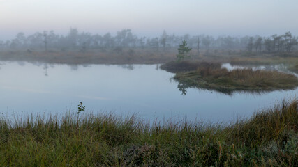 bog landscape in the morning mist, fuzzy swamp contours of pine, reflections in the bog lake, bog vegetation, sunrise over the swamp