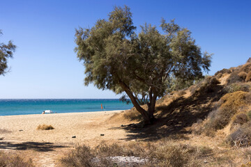 Fototapeta na wymiar Anafi island, salt cedar tree on the long beach of Roukonas. Cyclades islands, Greece 