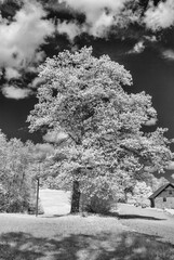 surreal landscape with trees and meadows, gorgeous cumulus clouds, Photographed with infrared...