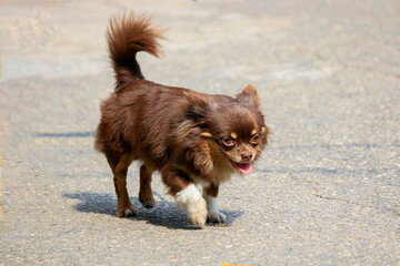 Pomeranian, small brown on the outdoor street staring at the front.