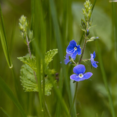 blue flowers in the garden