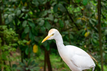 Fototapeta premium close up of a bird